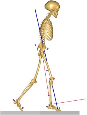 Altered Muscle Contributions are Required to Support the Stance Limb During Voluntary Toe-Walking